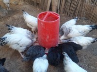 حيوانات-المزرعة-دجاج-الزينة-ميلة-الجزائر