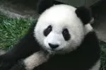 Chine Import / export      