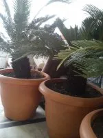 CYCAS 
