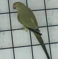 Perruche à collier 