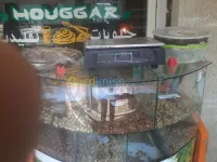 Thé Houggar