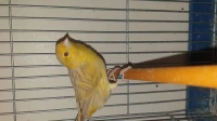Canari isabelle 2023