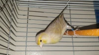 Femelle canari isabelle 2023