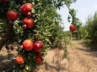 terrain-agricole-vente-oran-ben-freha-algerie