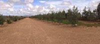 terrain-agricole-vente-bechar-kenadsa-algerie