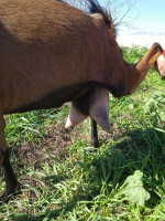 animaux-de-ferme-chevre-alpine-ait-rzine-bejaia-algerie