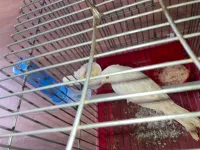 Canari satinée blanc 