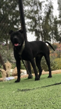 Pitbull black nose 