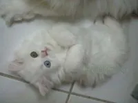 chat persan 50 jours