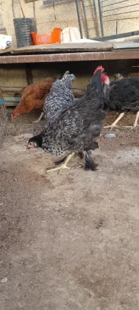 Poule