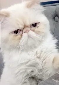 قط همالايا 
