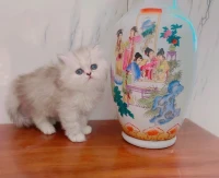 Persan chinchilla silver 