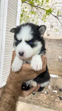 Husky poil long 