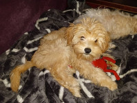 chien-bichon-maltais-cheraga-alger-algerie