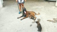 chien-couple-malinois-35-jours-bouzareah-alger-algerie