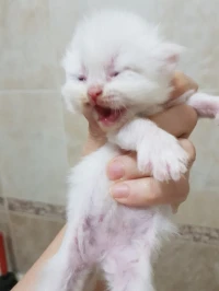 Chatons persans 