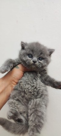 قطة-british-short-hair-et-scottish-fold-باب-الزوار-الجزائر