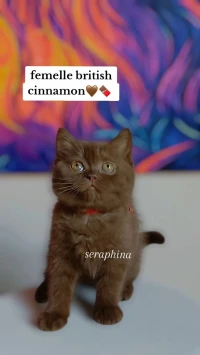 British Shorthair cinnamon 