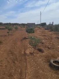 Vente Terrain Agricole Tlemcen Bensekrane