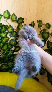 Scottish fold blue et lilac 