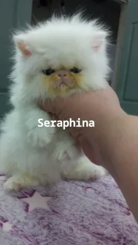 Persan peke face