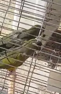 Couple Conures de Patagonie
