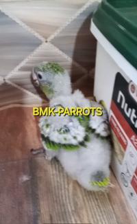 oiseaux-فرخ-ببغاء-جاردين-rouiba-alger-algerie