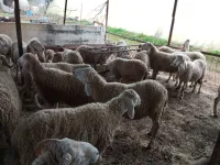 كباش الأعراس و المناسبات 
