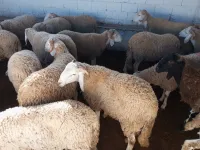 كباش الأعراس و المناسبات 