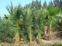الجزائر-حيدرة-خدمات-jardinage