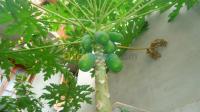 tipaza-kolea-algeria-cleaning-gardening-assistance-jardinage