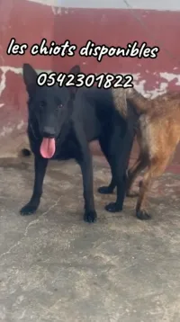 Les chiots 