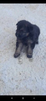 chien-chiots-berger-allemand-pure-rase-alger-centre-algerie