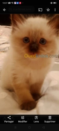 Chat a vendre