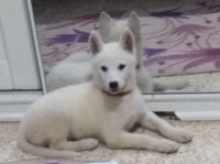 chien-husky-bon-prix-17-saoula-alger-algerie