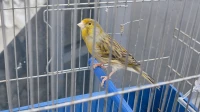 Canari bronze
