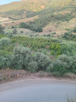 terrain-agricole-vente-bouira-lakhdaria-algerie