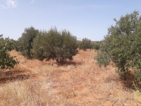 terrain-agricole-vente-oran-boutlelis-algerie