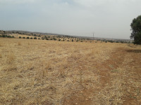 terrain-agricole-vente-oran-boutlelis-algerie