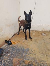 chien-malinois-femelle-ouled-fayet-alger-algerie