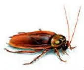 Dératisation & Désinsectisation