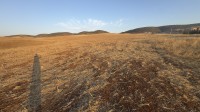 farmland-sell-relizane-zemmoura-algeria