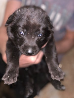 chien-chiots-a-vendre-le-pere-malinois-bleu-femelle-standart-grand-gabarit-kouba-alger-algerie