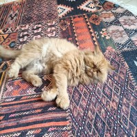 قطط-2-chattes-femelles-agees-dun-an-race-persan-picky-fice-برج-البحري-الجزائر