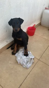 Doberman 