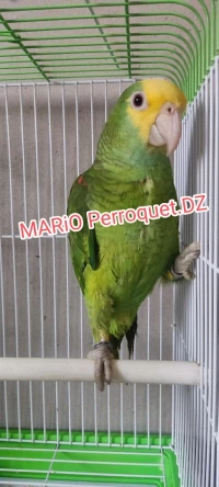 Perroquet Amazone oratrix double tête jaune 2024