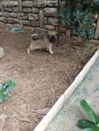 chiot croisé malinois / akita 1 mois