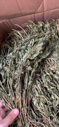 نعناع يابس