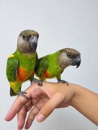birds-perroquet-youyou-senegali-mohammadia-alger-algeria