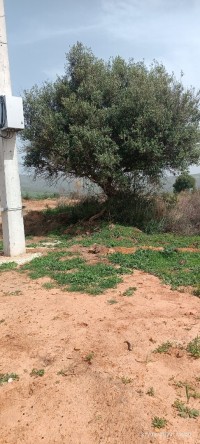 land-sell-skikda-el-hadaiek-algeria